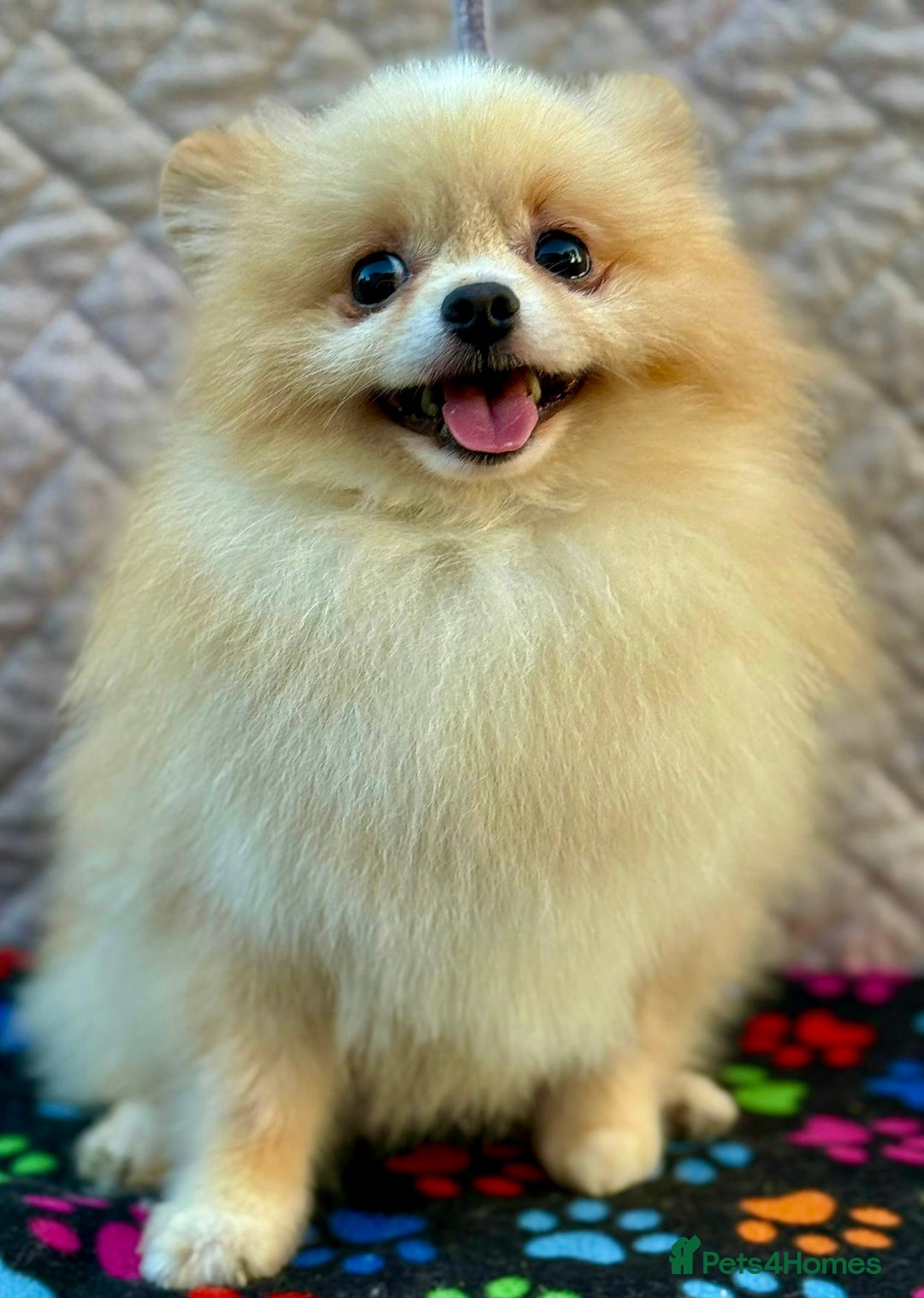 Pomeranian dogs for adoption: ToTo: A Little Angel - Image 2
