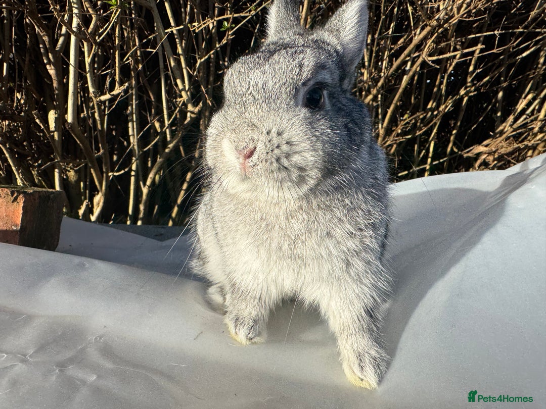 Netherland Dwarf rabbits for sale: Pair of young Netherland Dwarfs doe & buck - Advert 7