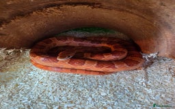 Corn Snake reptiles for sale: 4 x 2 x 2 full setup with corn snake - Image 2