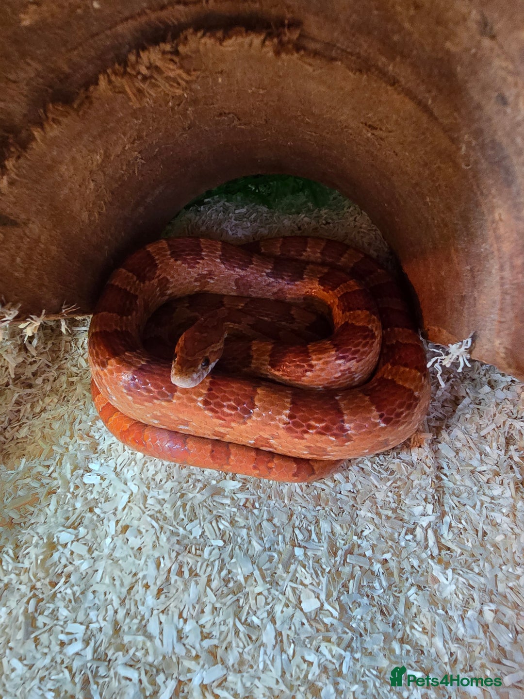 Corn Snake reptiles for sale: 4 x 2 x 2 full setup with corn snake - Image 2