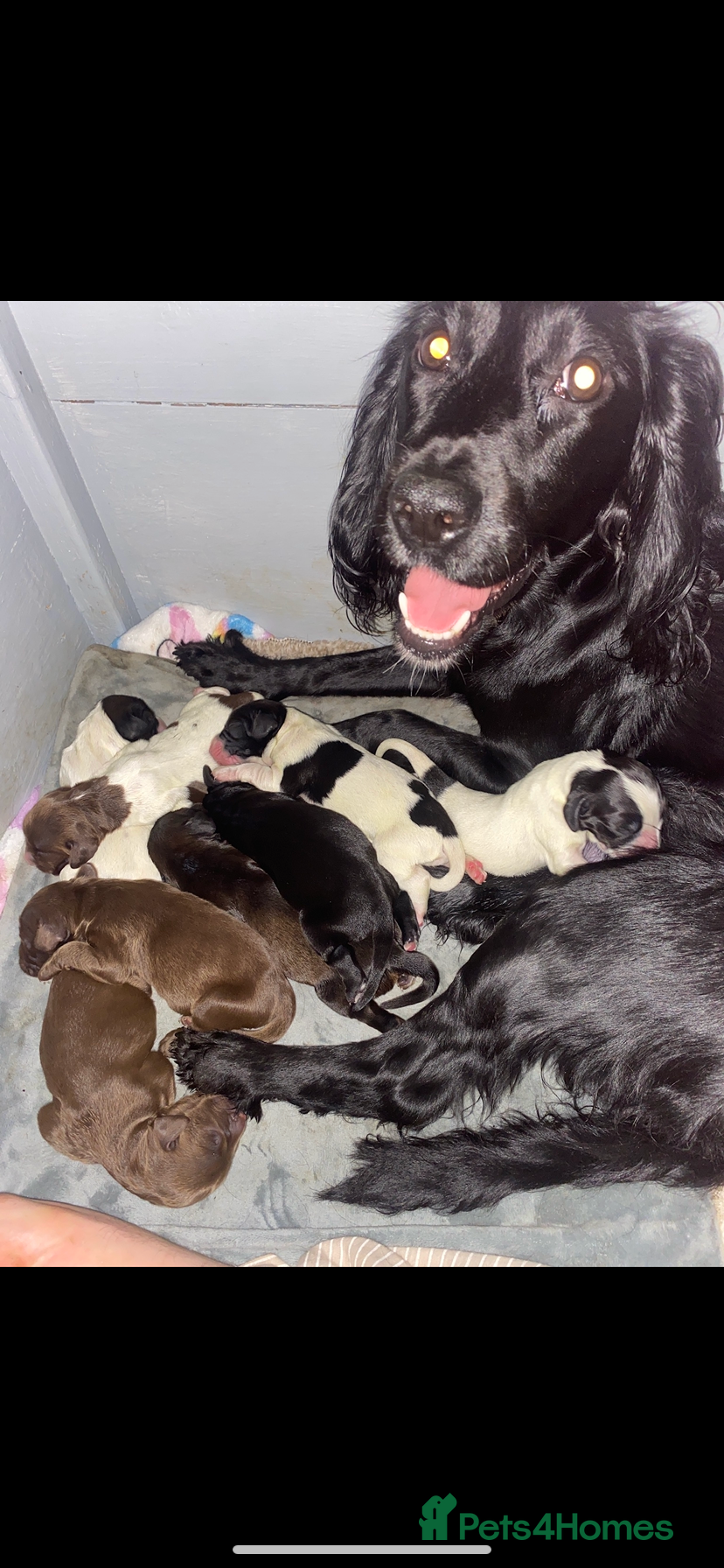 Sprocker dogs Beautiful Sprocker Puppies Ready 30th December - Advert 10