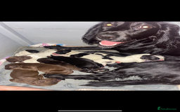 Sprocker dogs for sale: Beautiful Sprocker Puppies Ready 30th December - Image 1