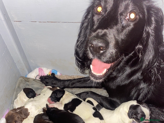 Sprocker dogs Beautiful Sprocker Puppies Ready 30th December - Advert 8