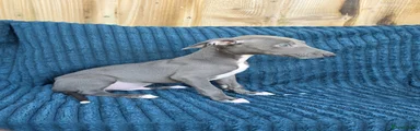Puppy 3 blue boy 