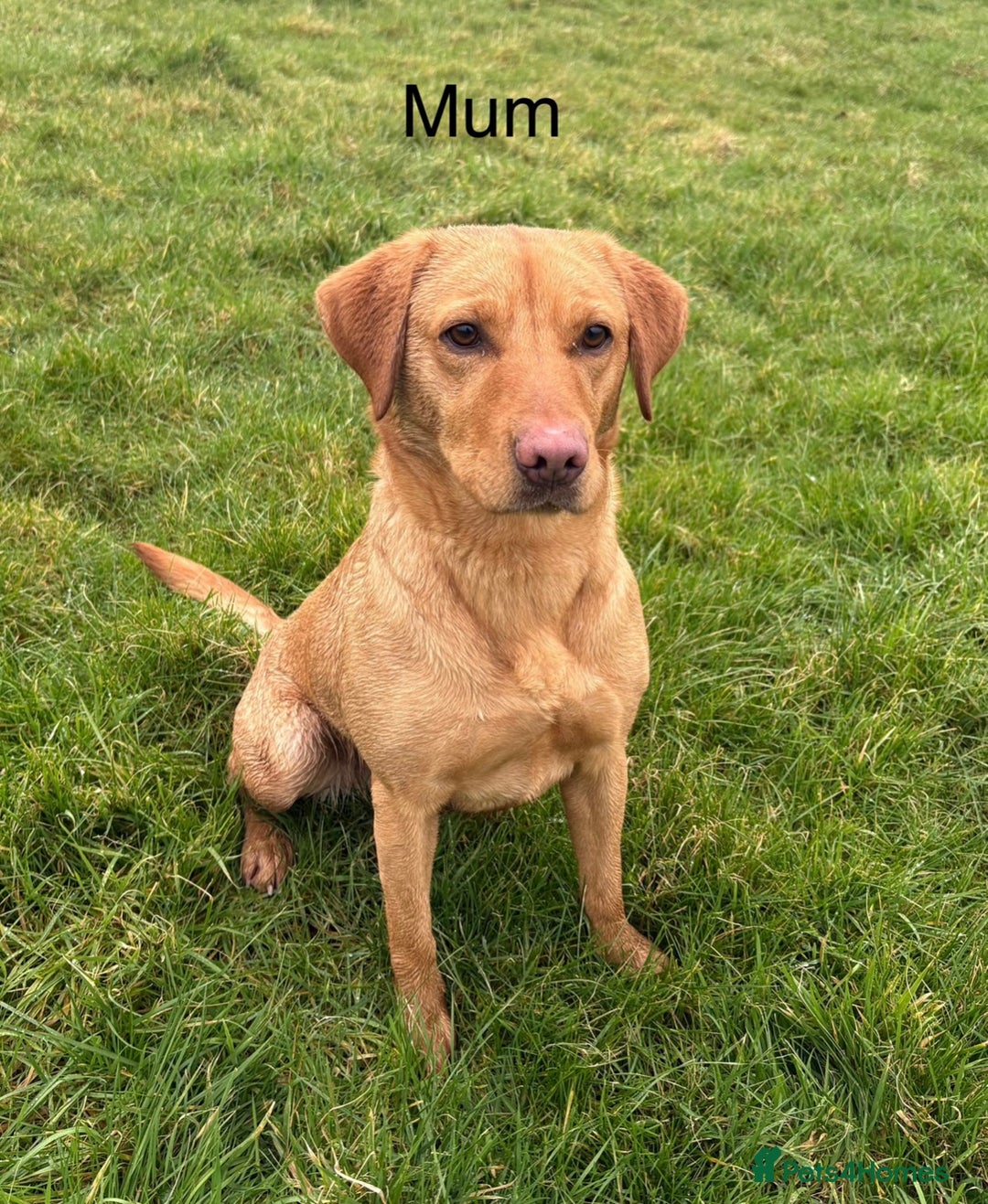 Labrador Retriever dogs for sale: Labrador puppy’s  - Advert 5