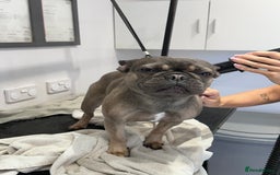 French Bulldog dogs for sale: 3 Year old French Bulldog - Image 5