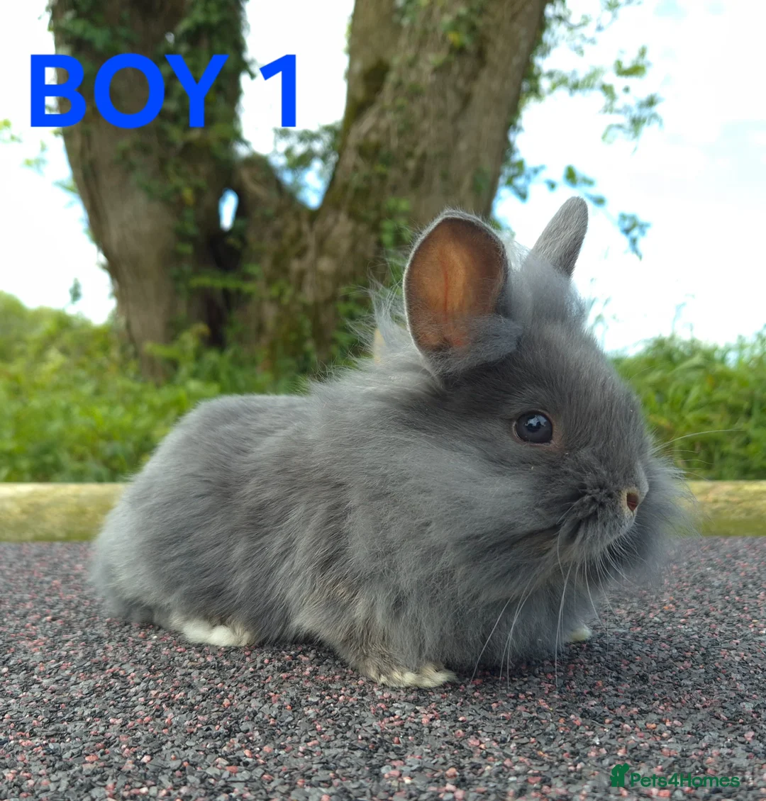 Lionhead rabbits for sale: Stunning lionheads  in Holsworthy - Advert 1
