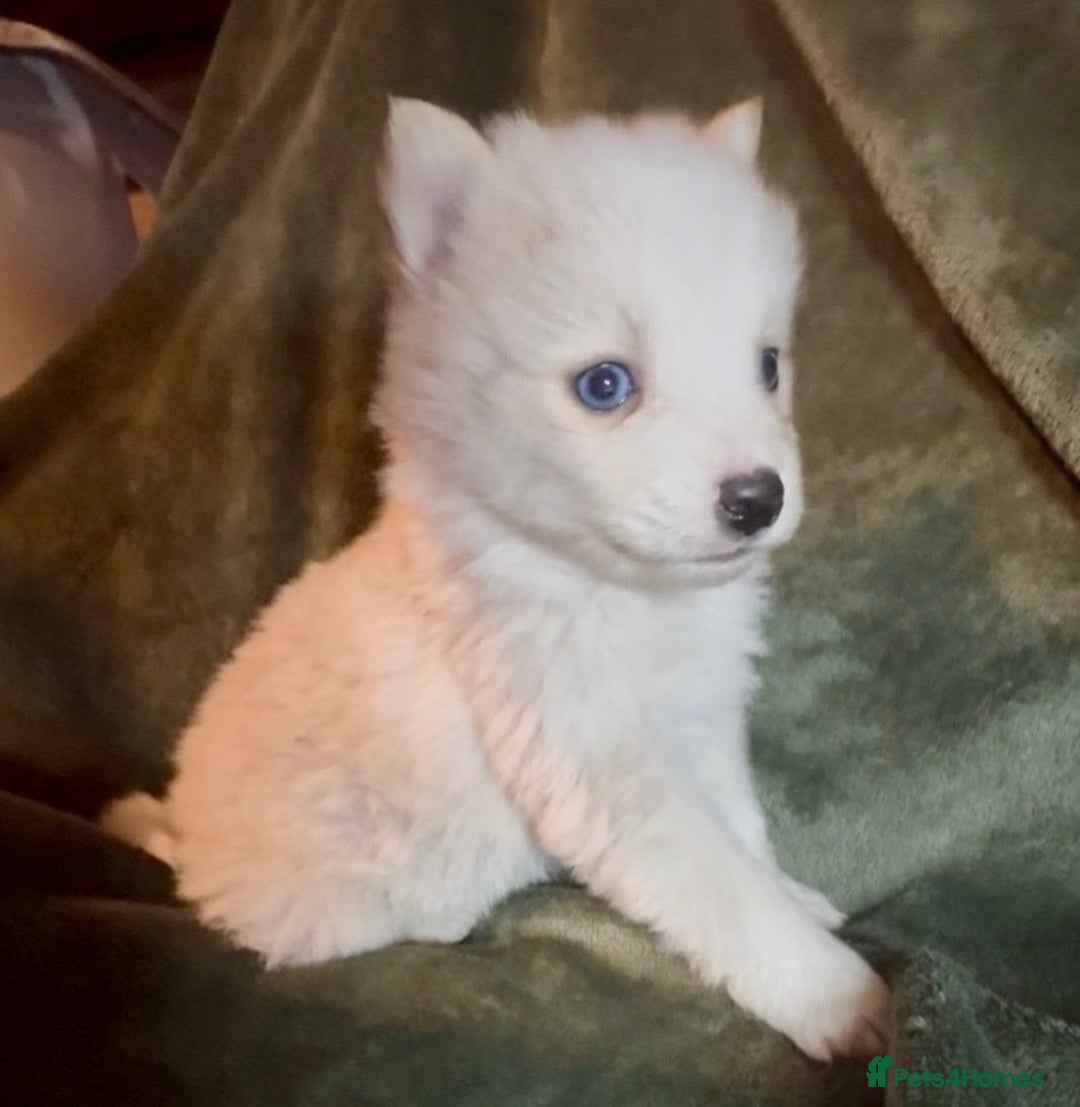 Pomsky dogs for sale: F3 pomsky puppies (Mini husky) - Advert 4