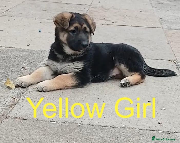 German Shepherd dogs *READY NOW!* German Shepherd Pups - Advert 6