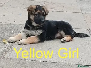 German Shepherd dogs *READY NOW!* German Shepherd Pups - Advert 6