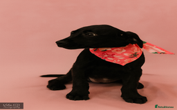 Labrador Retriever dogs for sale: REDUCED PRICE 3 girls READY TODAY KC Registered  - Image 4
