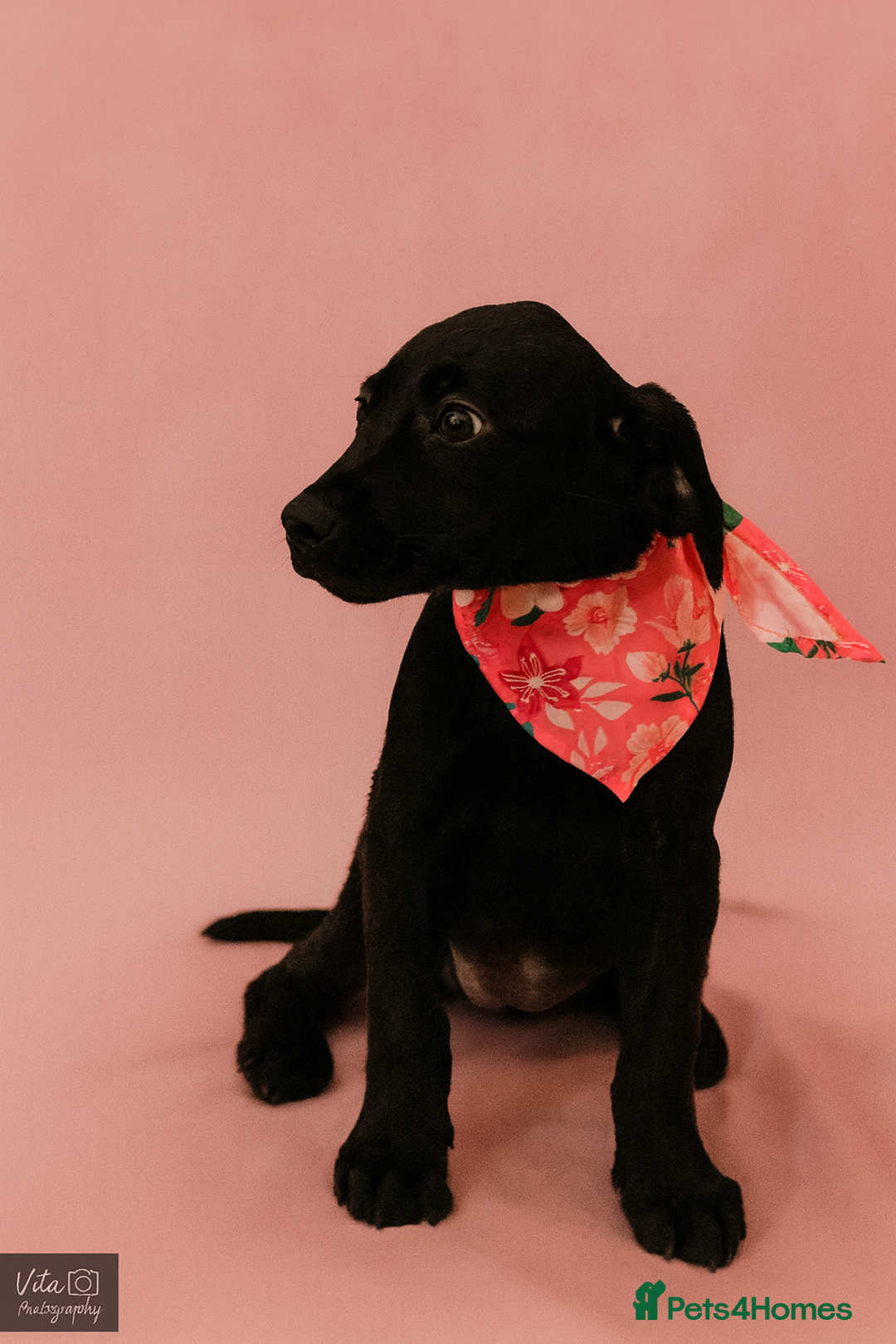 Labrador Retriever dogs for sale: REDUCED PRICE 3 girls READY TODAY KC Registered  - Image 4