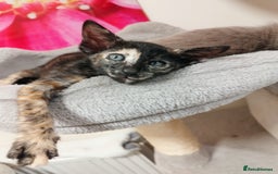 Oriental cats for sale: Oriental and Siamese Gccf registered kittens. - Image 16