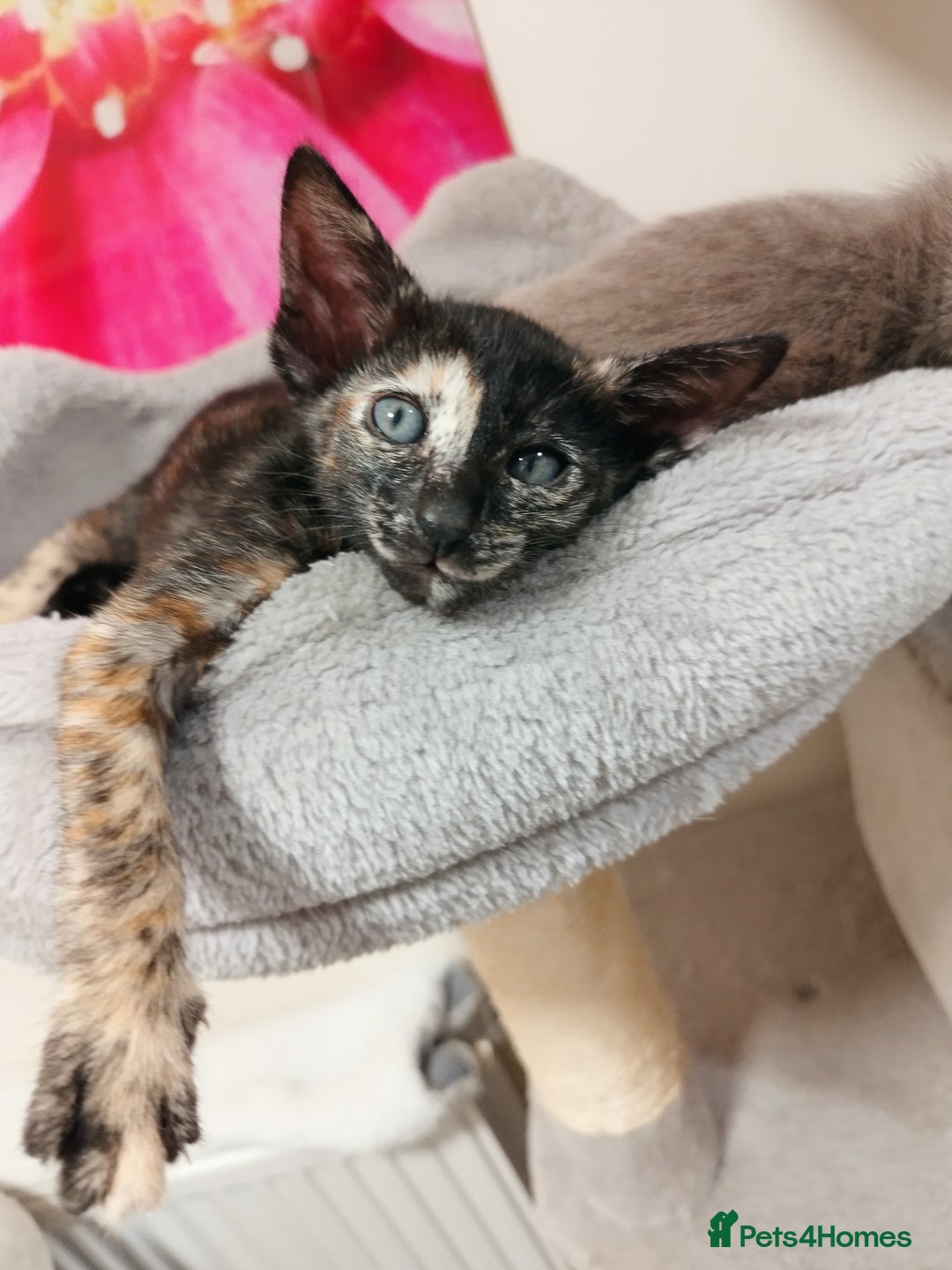 Oriental cats for sale: Oriental and Siamese Gccf registered kittens. - Image 16
