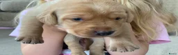 Labrador Retriever dogs for sale: KC Labrador puppies - Advert 3