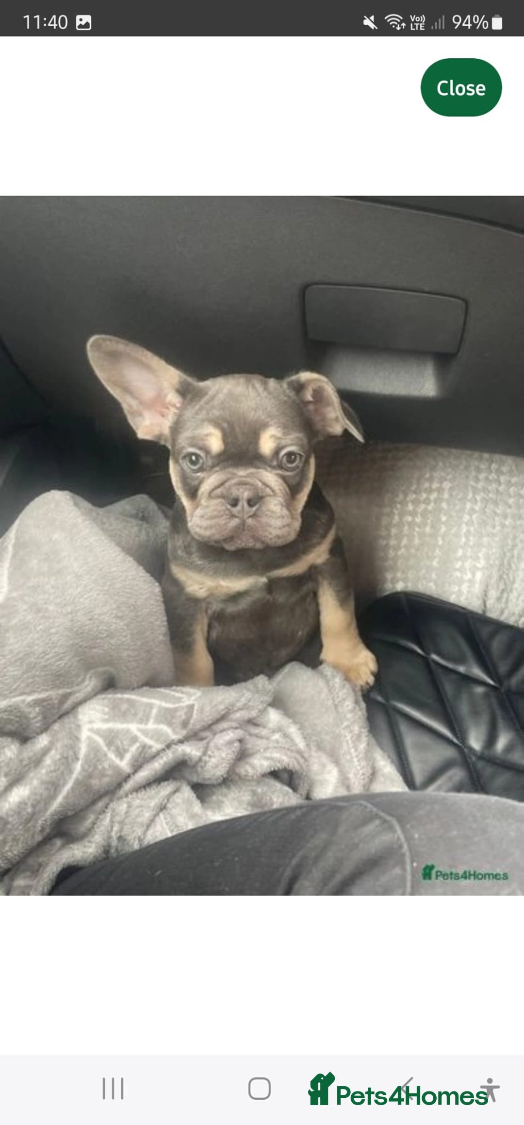 French Bulldog dogs for sale: Male 7 month old frenchie  - Image 10