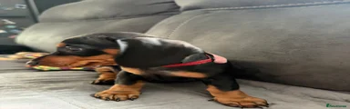 Red collar