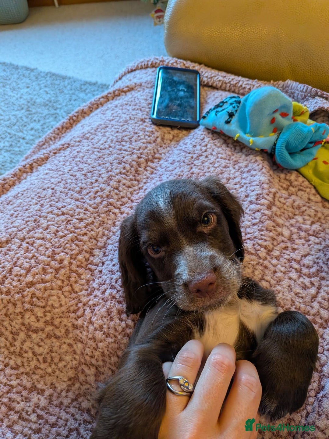 Cocker Spaniel dogs for stud: Cocker spaniel for stud. - Advert 7