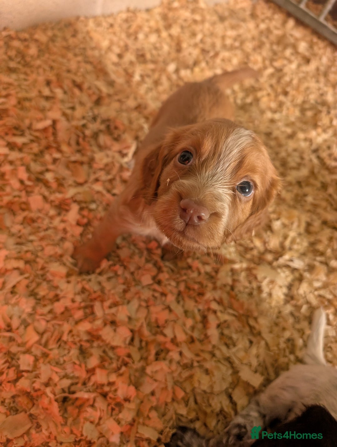 Cocker Spaniel dogs for sale: KC registered working cocker spaniel puppiess.  - Image 6