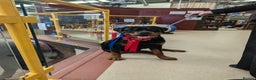Rottweiler dogs for stud: Proven lovely nature big boy for stud in Middlesbrough - Advert 5
