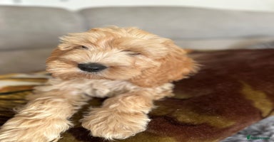 Cockapoo dogs - Advert 12