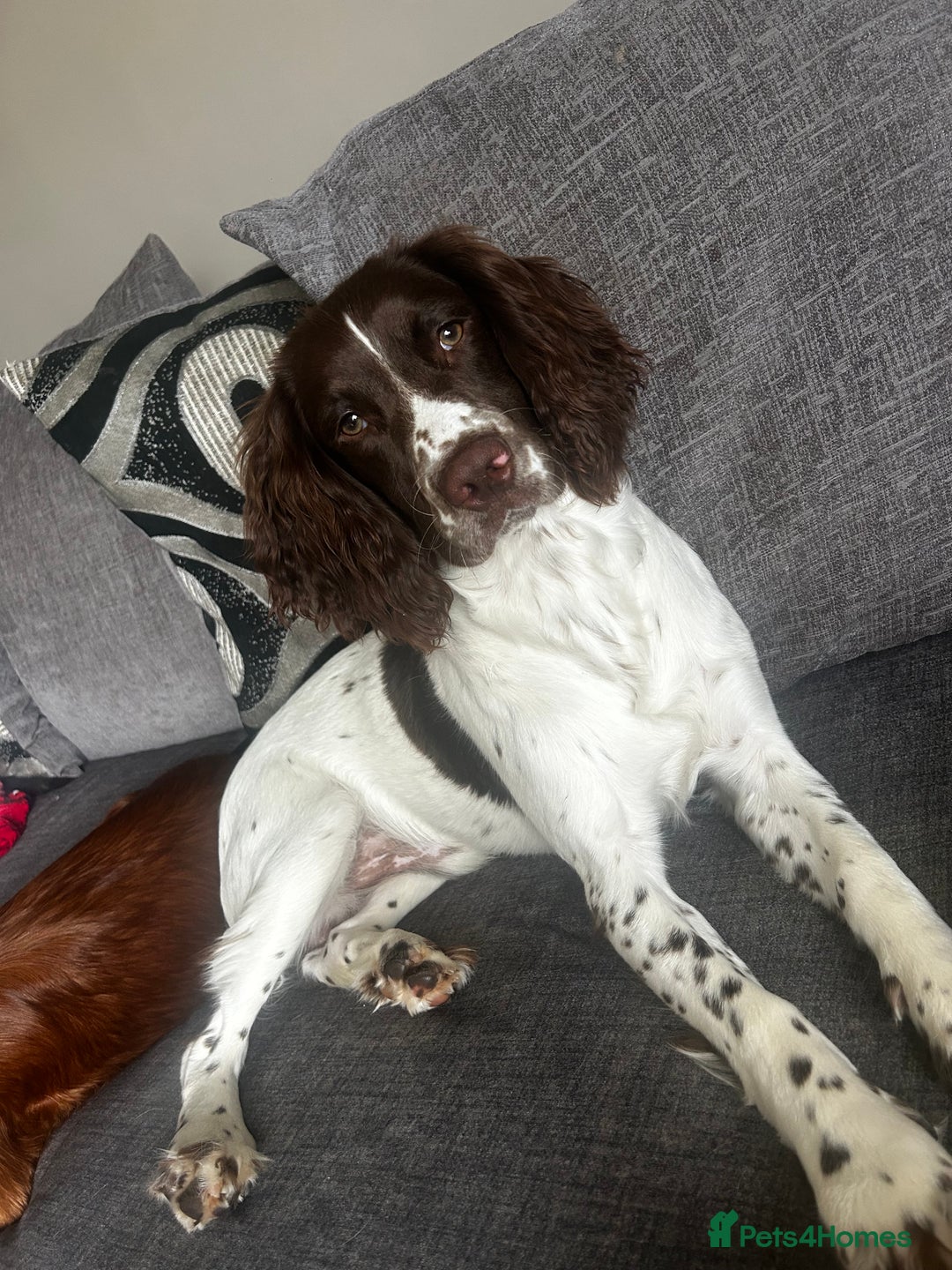 Sprocker dogs for sale: ONE BLACK BOY LEFT❤️‍🩹 - Advert 28