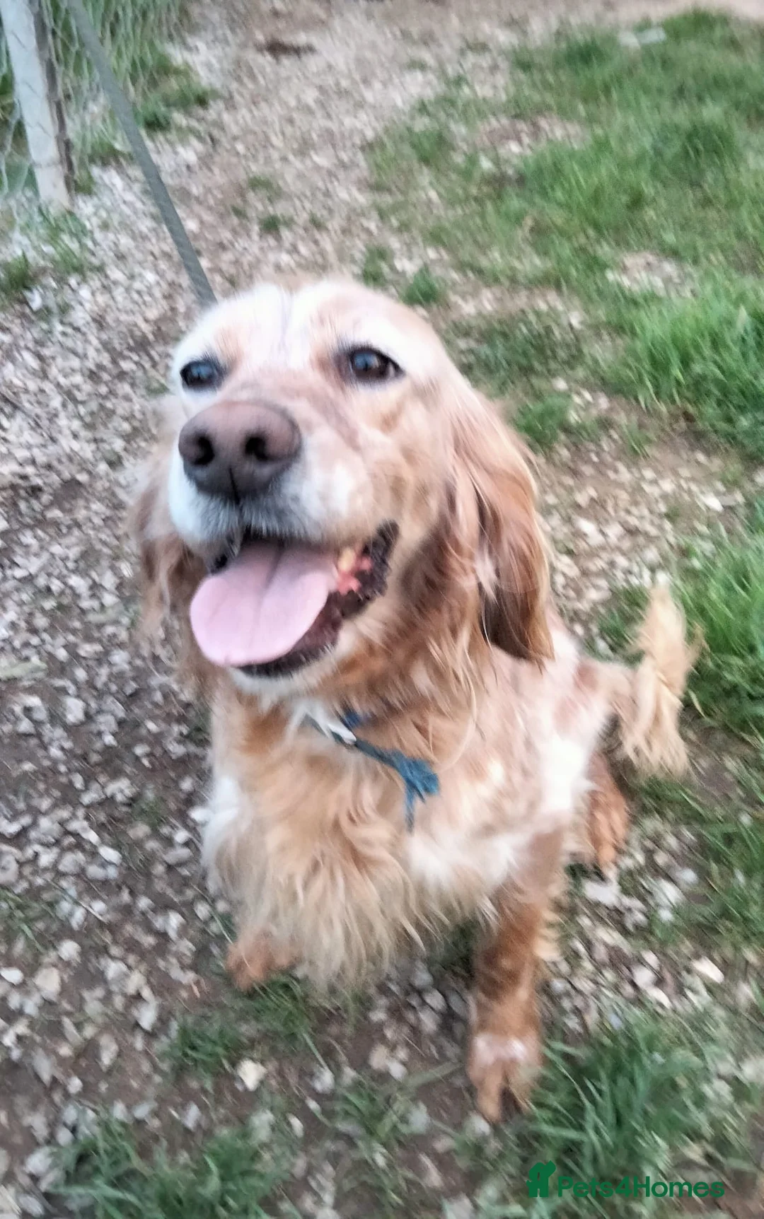 English Setter dogs for adoption: Checa in Brentford - Advert 10