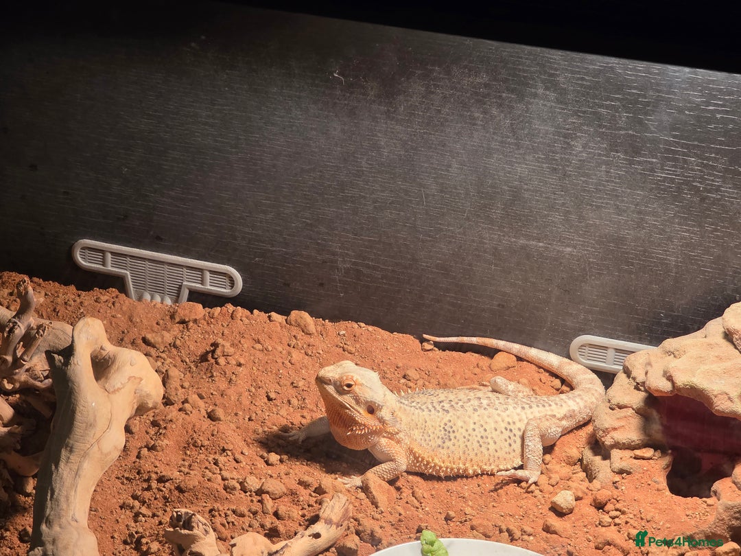 Bearded Dragon reptiles for sale: Female beardie - Advert 1