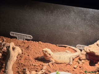 Bearded Dragon reptiles Female beardie - Advert 1