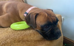 Boxer dogs for sale: 4 year old Boxer girls - Image 5