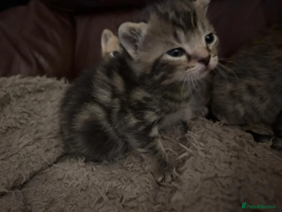 Domestic Shorthair cats for sale: 2 male 2 female tabby kittens ready to leave now - Advert 10