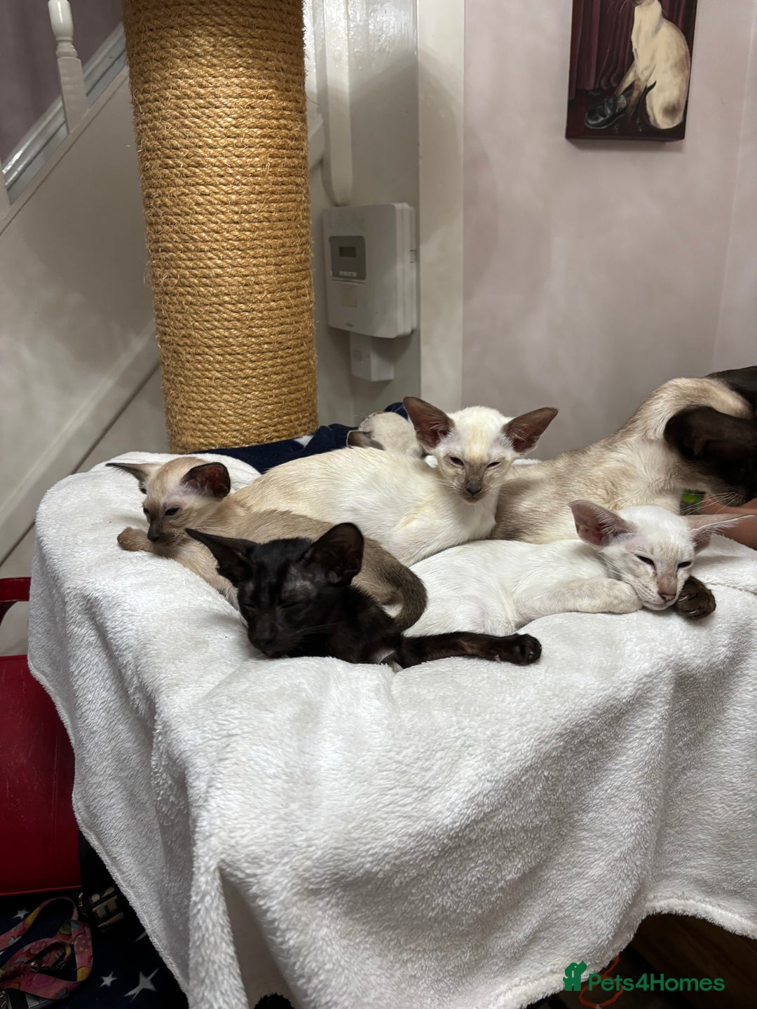 Siamese cats for sale: SIAMESE and ORIENTAL KITTENS - Image 5