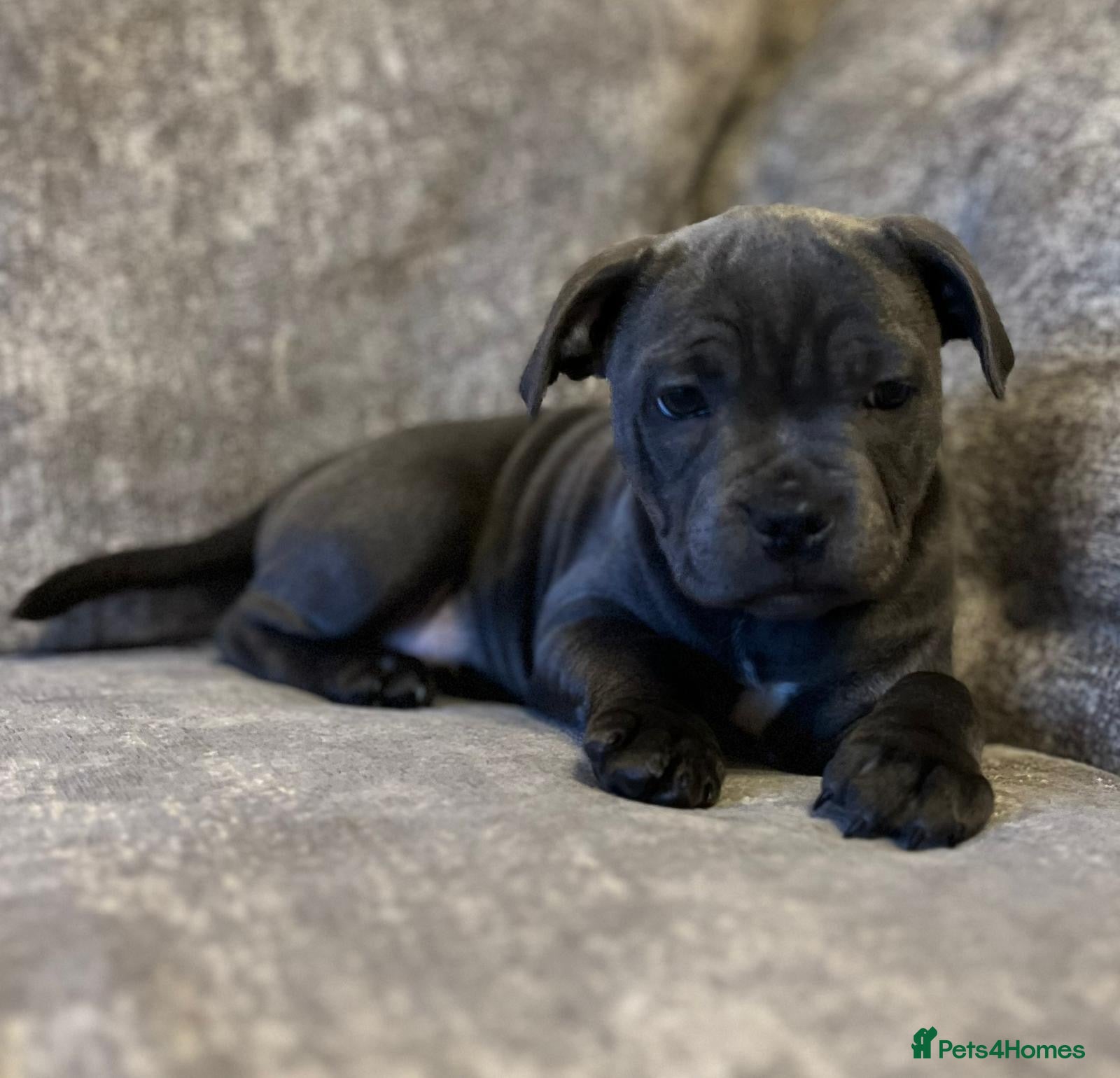 Staffordshire Bull Terrier dogs Outstanding KC S.B.T - Advert 5