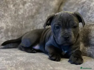 Staffordshire Bull Terrier dogs Outstanding KC S.B.T - Advert 5