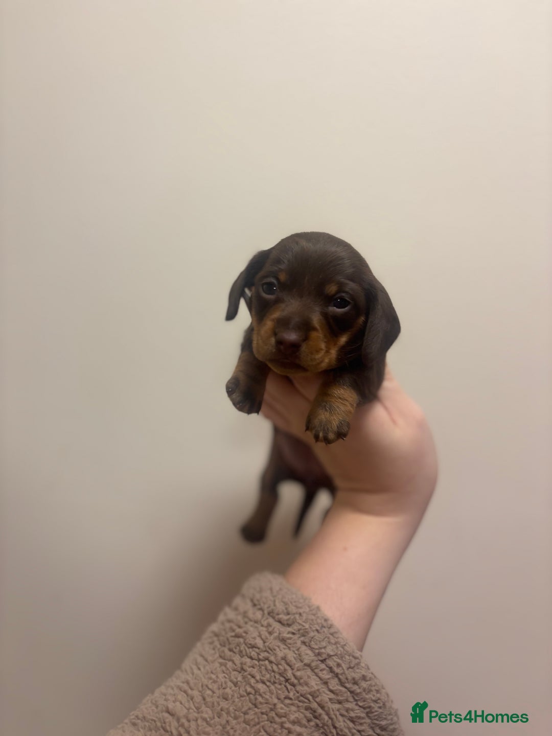 Miniature Dachshund dogs for sale: KC Miniature dachshunds - Advert 7