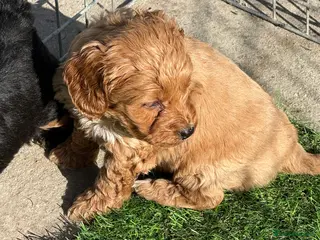 Cockapoo dogs Toy Cockapoos- KC & health tested parents - Advert 12