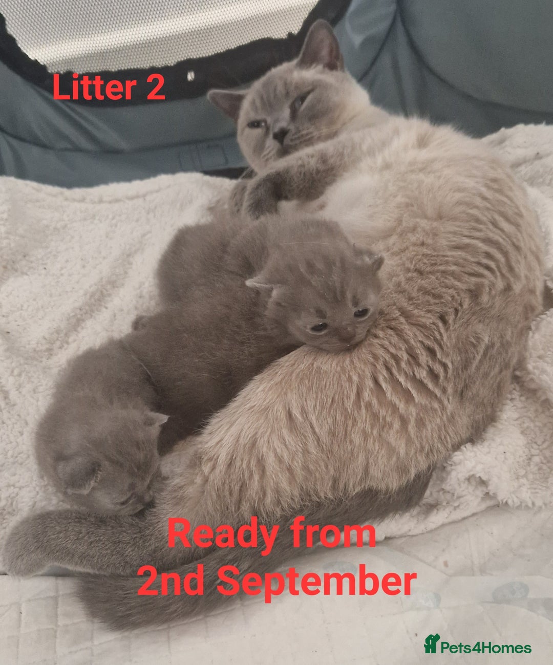 British Shorthair cats for sale: READY NOW, GCCF BLH & PET BSH PEDIGREE KITTENS - Image 18