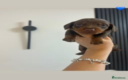Miniature Dachshund dogs for sale: Four beautiful male miniature dachshunds💙💙💙💙  - Image 4