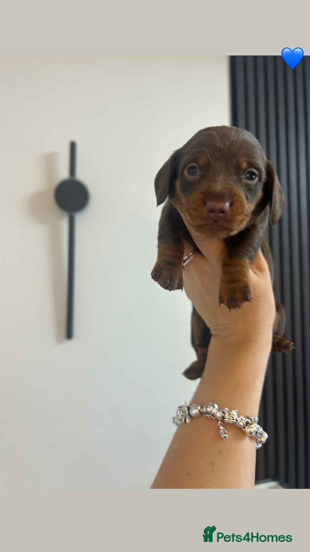Miniature Dachshund dogs for sale: Four beautiful male miniature dachshunds💙💙💙💙  - Image 4