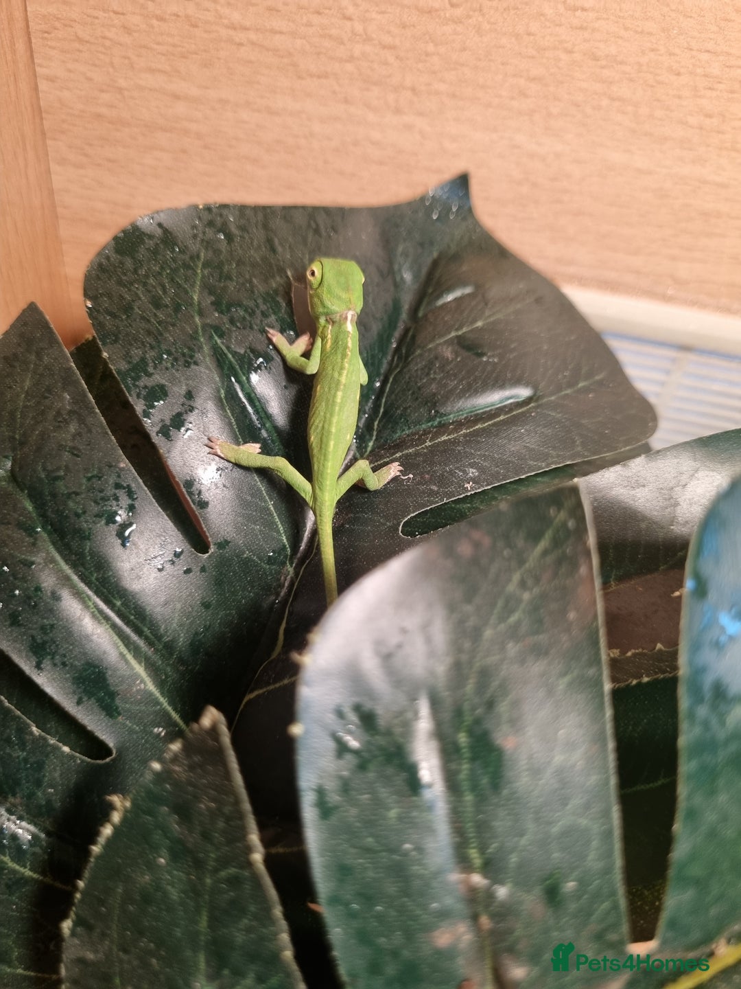 Chameleon reptiles for sale: CHAMELEONS  - Advert 2