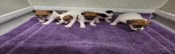 Jack Russell dogs for sale: Jack russell pups  in Stevenston - Advert 2