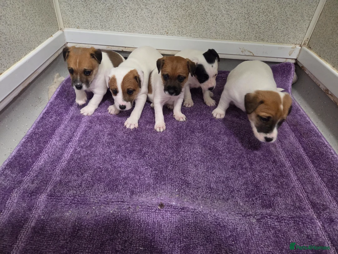 Jack Russell dogs for sale: Jack russell pups  in Stevenston - Advert 2