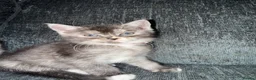 Scottish Fold cats for sale: Beautiful Scottish Fold Mix Kittens 2 Girls 1 boy in Wallington - Advert 15