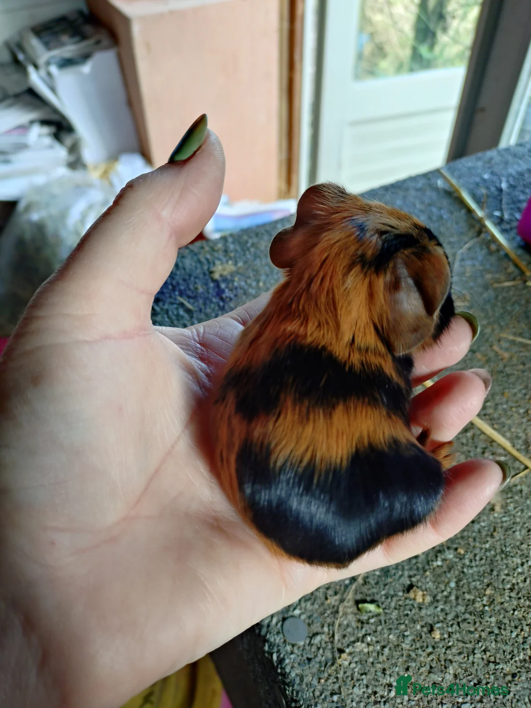 Guinea Pig rodents for sale: Mum and daughter  - Advert 2