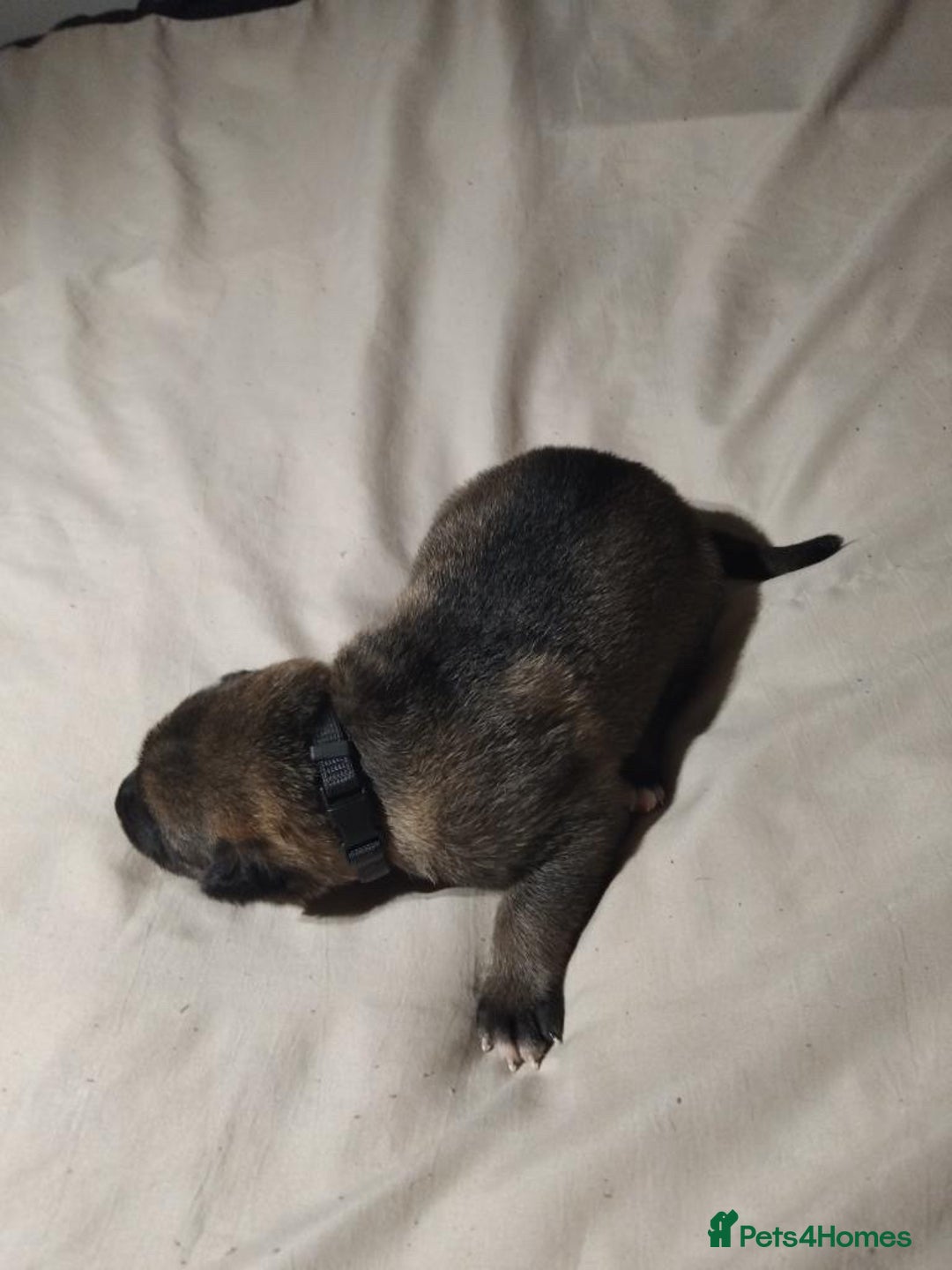 German Shepherd dogs for sale: German shepherd puppy’s kennel club registered  - Advert 24