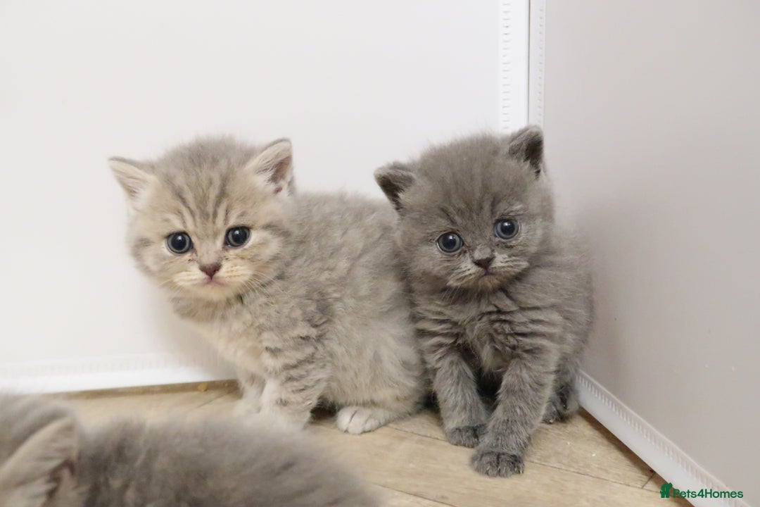 British Shorthair cats for sale: 🐾Pedigree British Shorthair Kittens – GCCF REG🐾 - Image 4