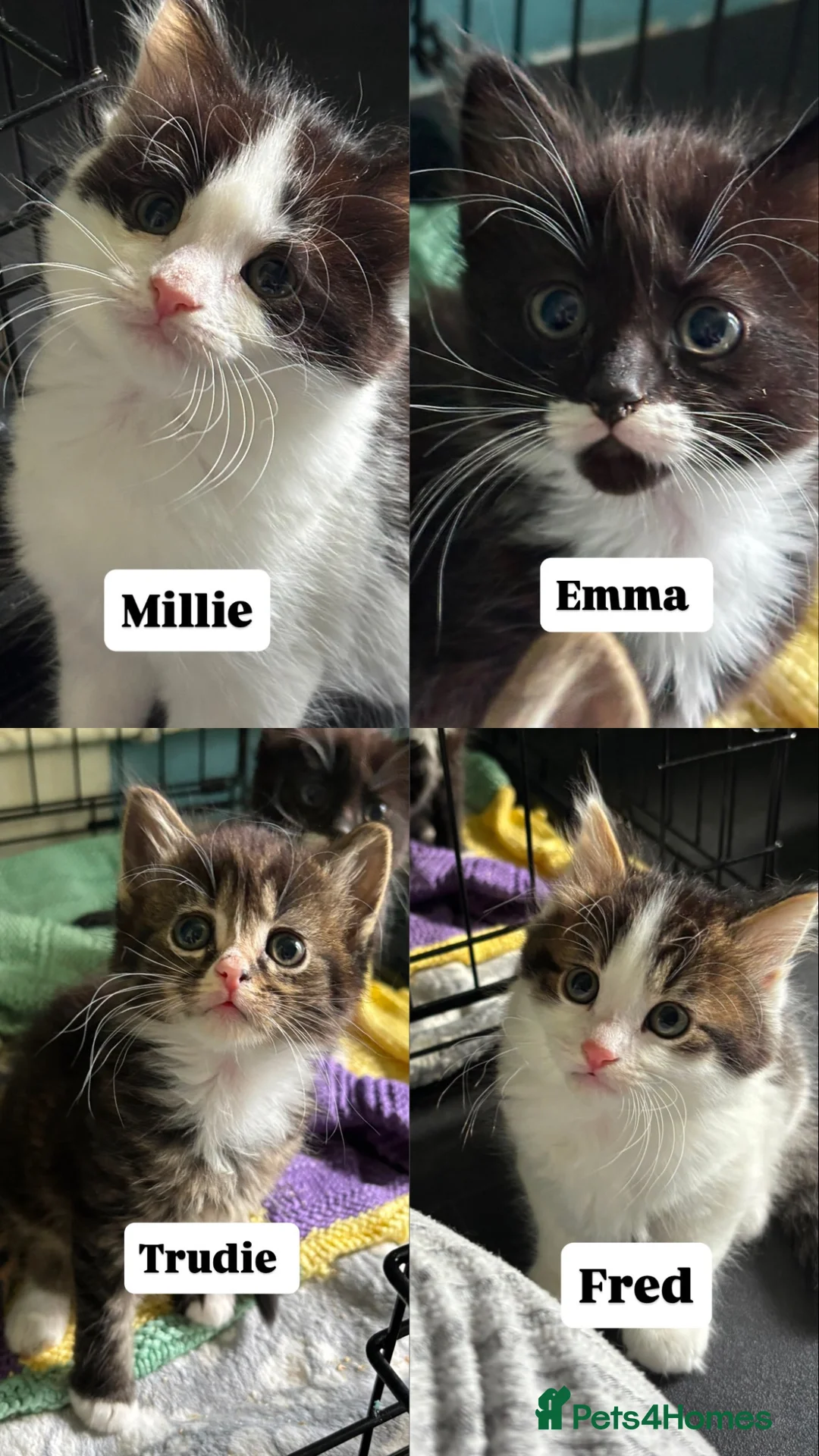 Domestic Shorthair cats for adoption: Adorable Kittens - Adopt  Cats in Crisis EastLdn - Advert 12
