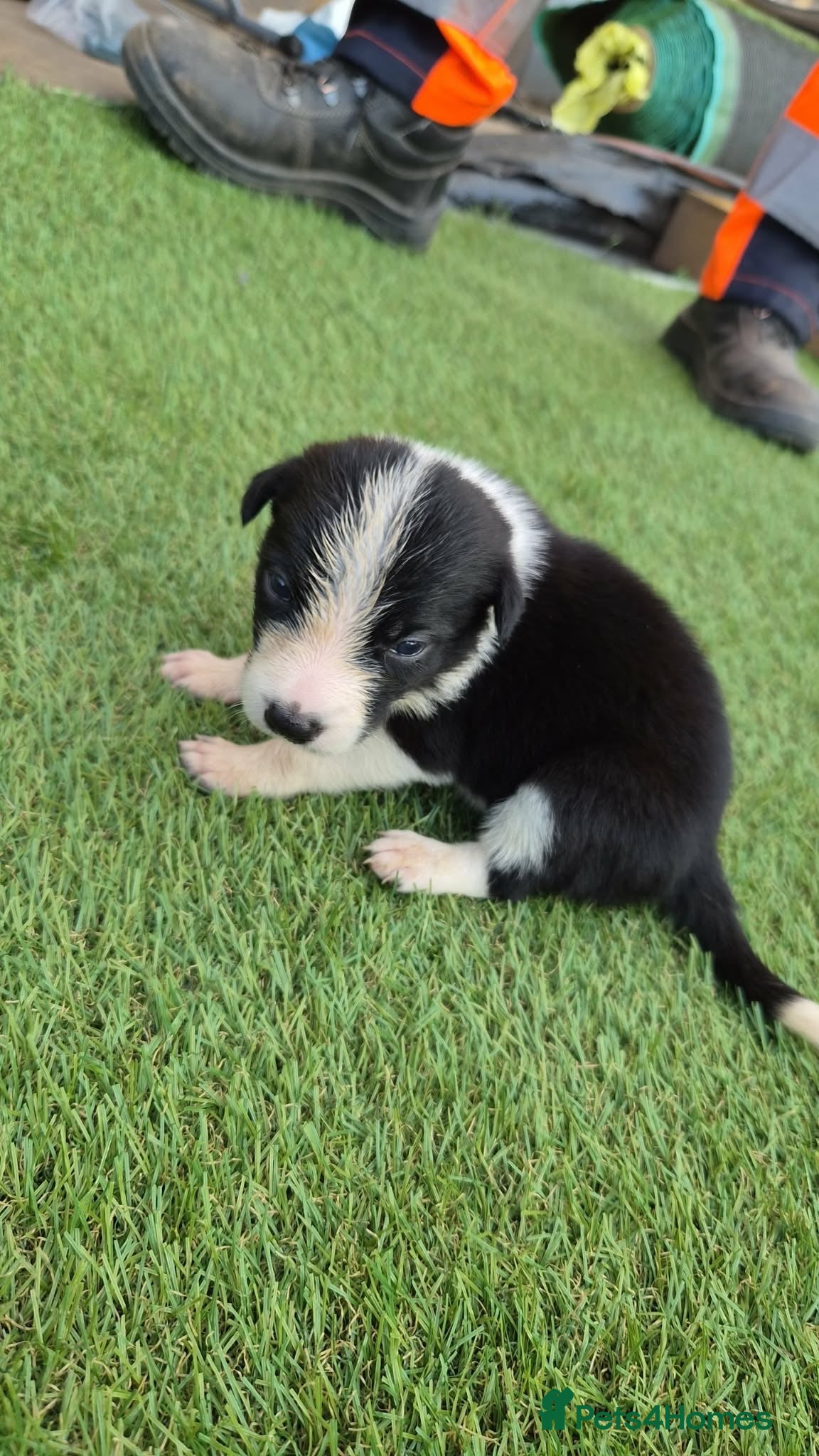 Border Collie dogs Border collie puppy’s only girls left  - Advert 2