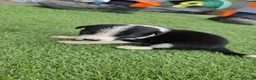 Border Collie dogs for sale: Border collie puppy’s only girls left  - Advert 9