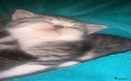 British Shorthair cats for sale: Rare silver tip British shorthair kittens - Advert 6